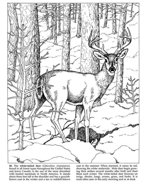 Раскраска олень в лесу