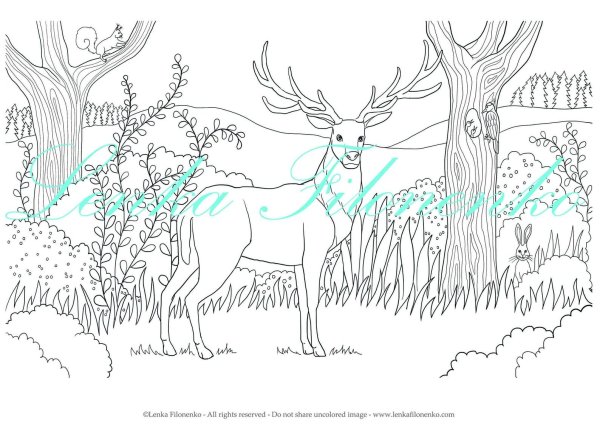 Раскраска олень в природе