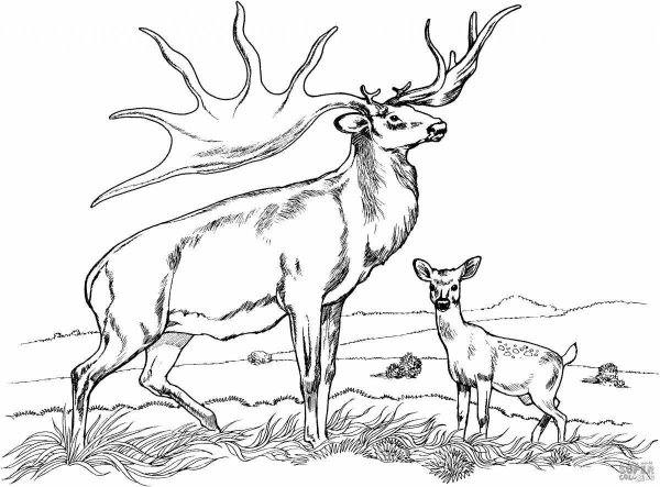 Олень раскраска