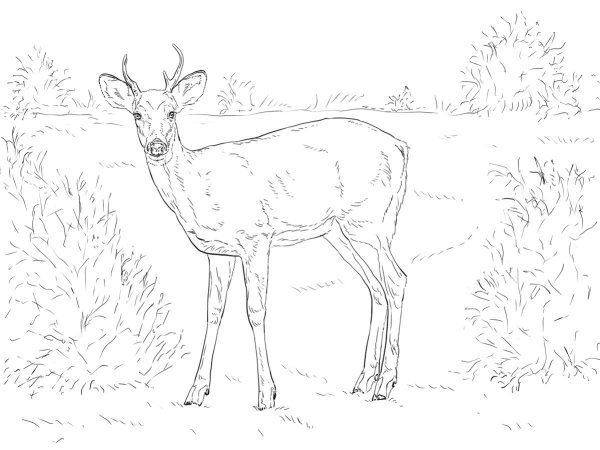 Косуля раскраска для детей