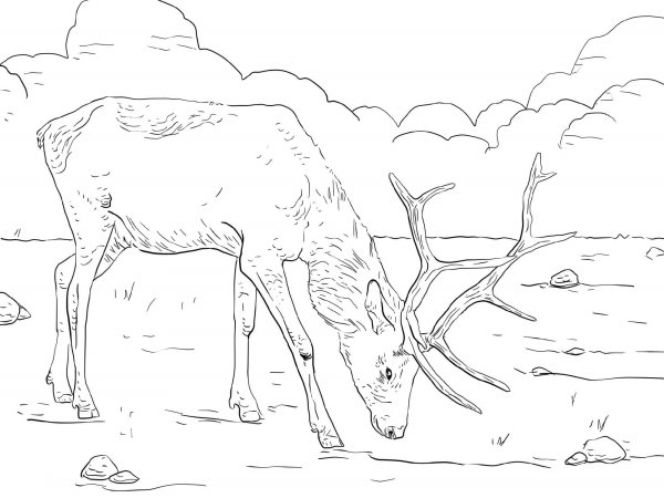 Тундра раскраска