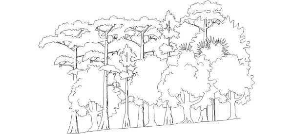 Сосновый лес раскраска
