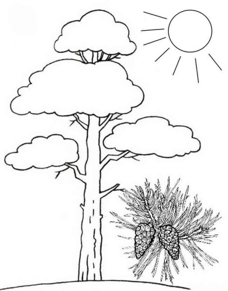 Сосна раскраска