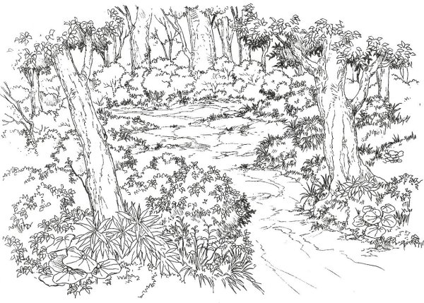 В лесу. Раскраска