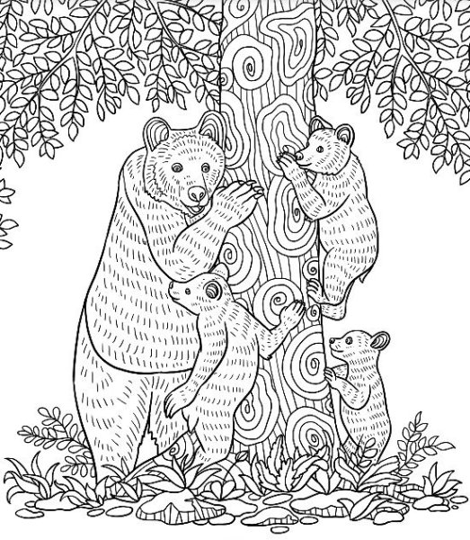 Раскраска Медведиха