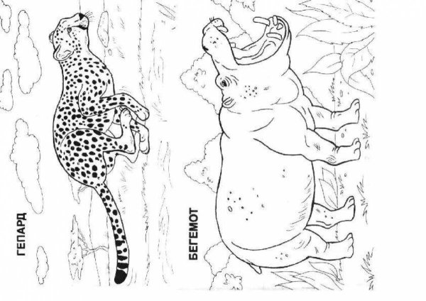 Раскрась животных жарких стран