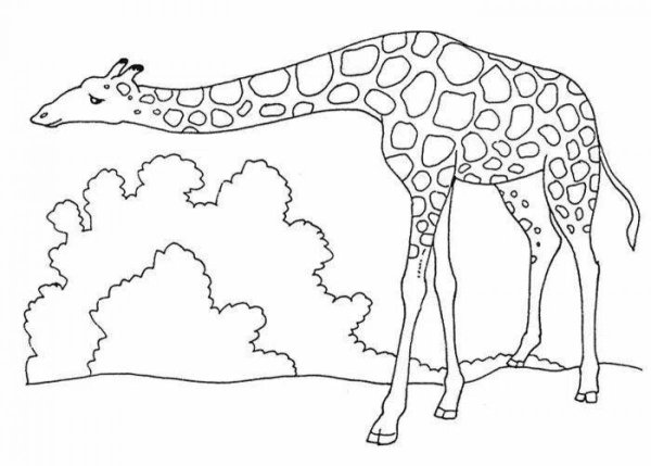 Раскраска зоопарк