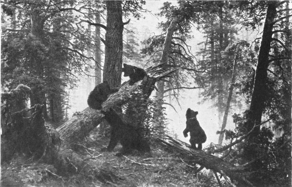 Шишкин утро в Сосновом лесу