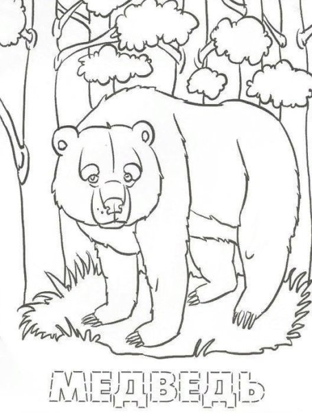 Лесные жители раскраска для детей