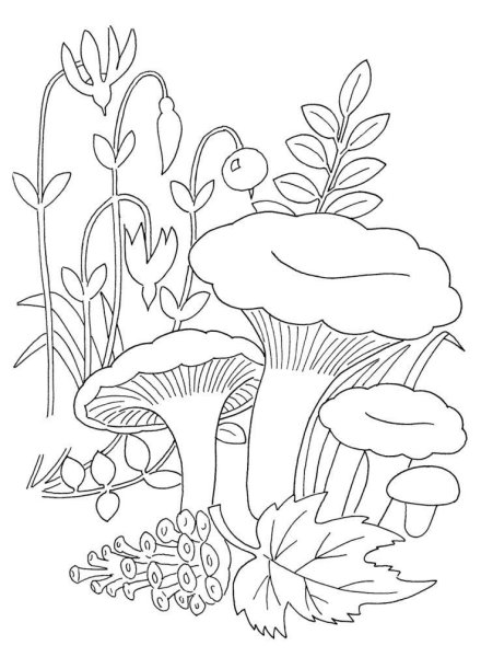 Лисички грибы разукрашка