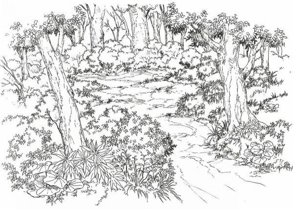 В лесу. Раскраска