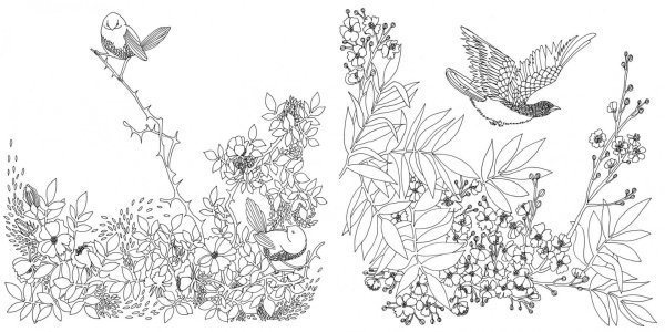 Птицы. Раскраска