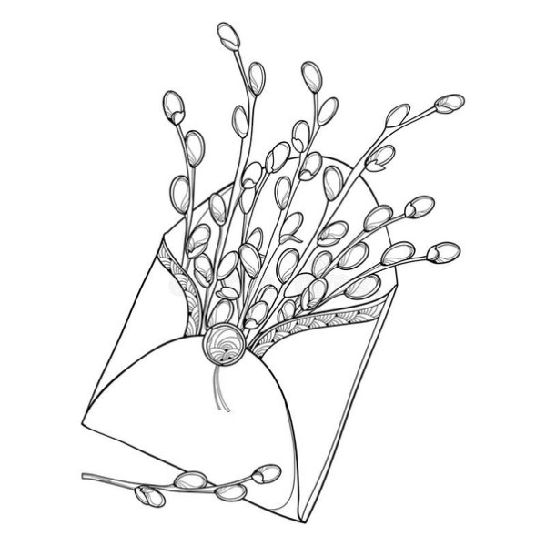 Верба раскраска