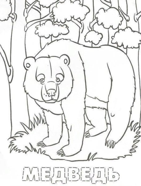 Лесные жители раскраска для детей