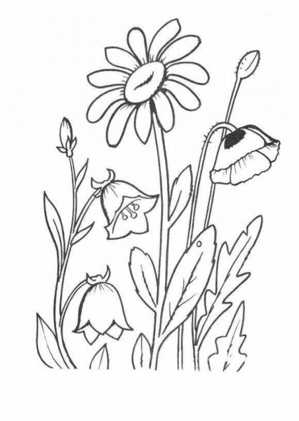Полевые цветы раскраска