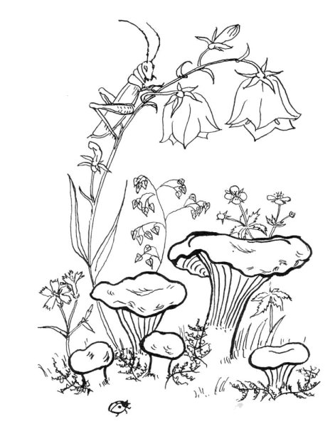 Лисички грибы разукрашка