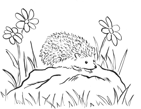 Пришвин еж раскраска