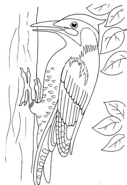 Дятел раскраска для детей