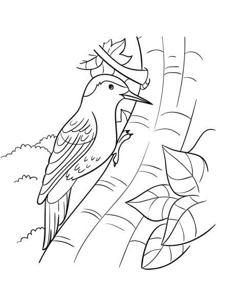 Дятел раскраска для детей