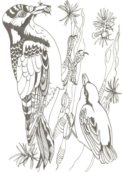 Лесные птицы раскраска для детей