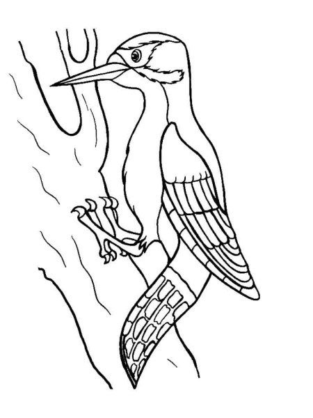 Трехпалый дятел раскраска