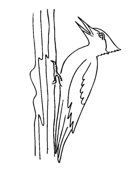 Дятел раскраска для детей