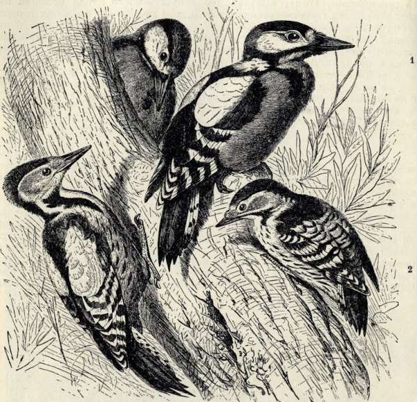 Большой пёстрый дятел