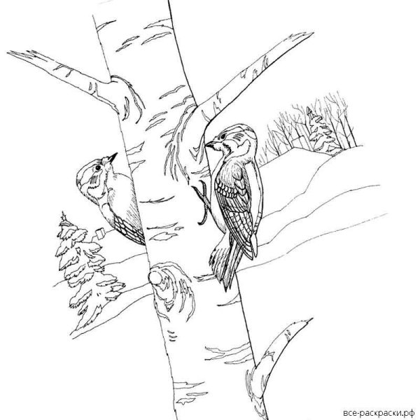 Раскраска дятел на дереве