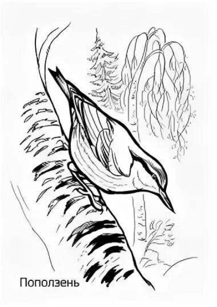 Раскраска поползень птица для детей