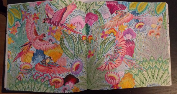 Милли Маротта в Дивном лесу