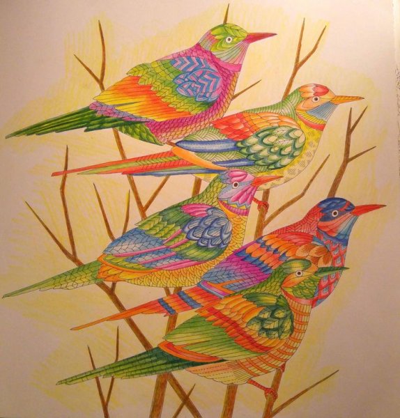 Птицы цветными карандашами