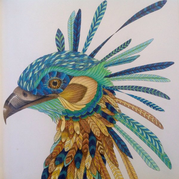 Милли Маротта "дивные птицы"