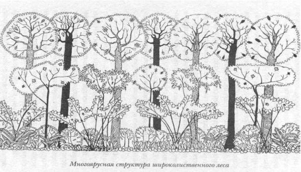 Ярусы леса задания для дошкольников