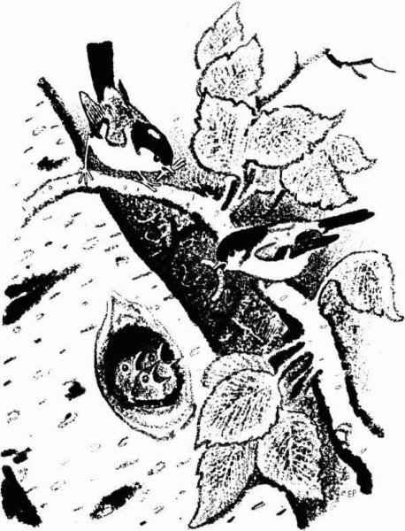 Михаил пришвин этажи леса