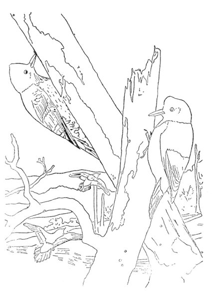 Птицы в лесу раскраска