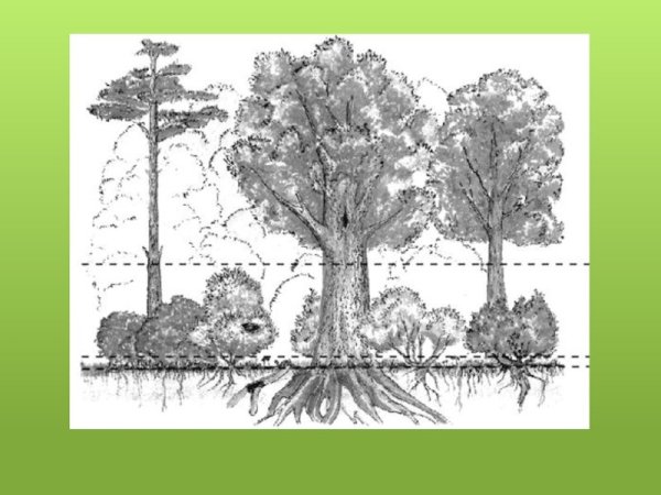 Рисунок растительного сообщества