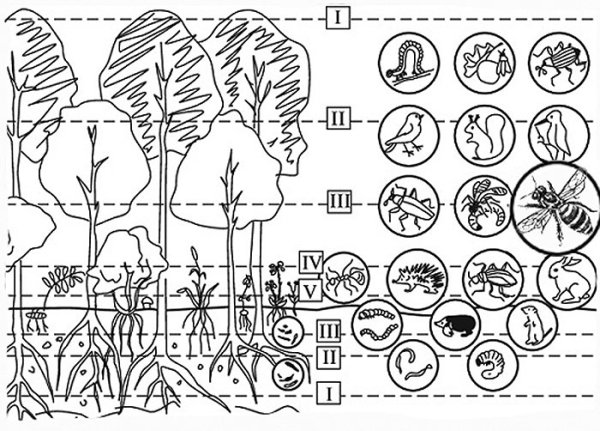 Лесной биоценоз схема