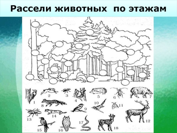 Природный мир задания