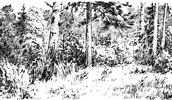 Пришвин разговор деревьев