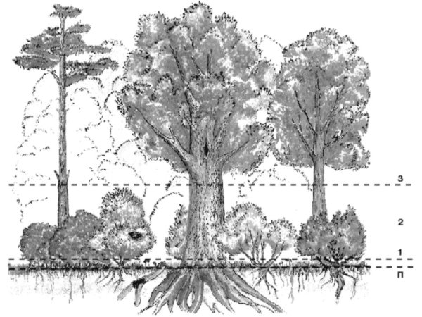 Многоярусный лес