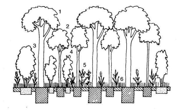 Подземная ярусность в Лесном фитоценозе
