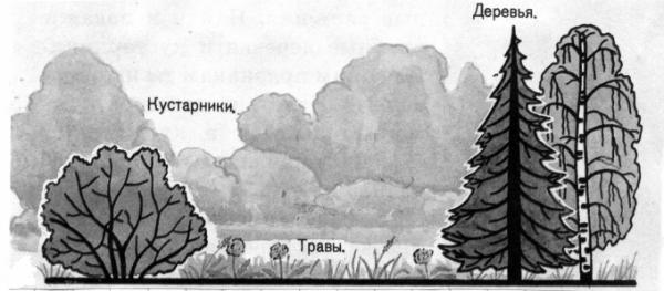 Раскраска деревья кустарники травы