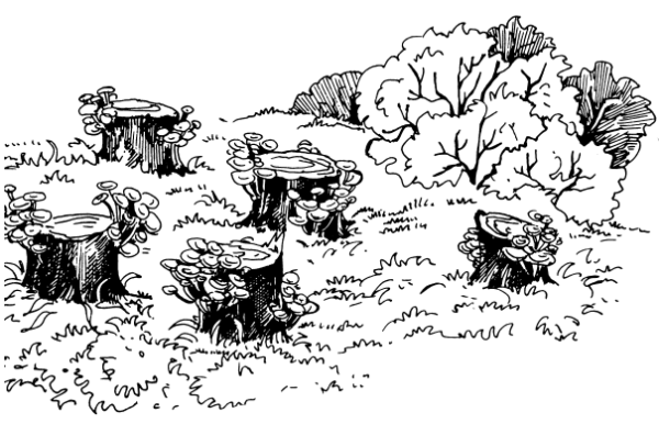 Пеньки раскраска