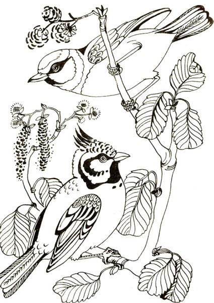 Лесные птицы раскраска