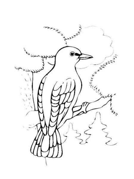 Раскраска птицы дятел