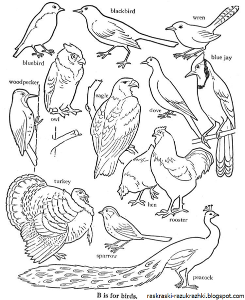 Лесные птицы раскраска