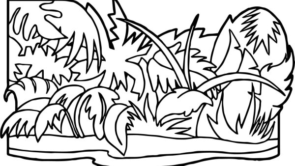 Тропические леса раскраска