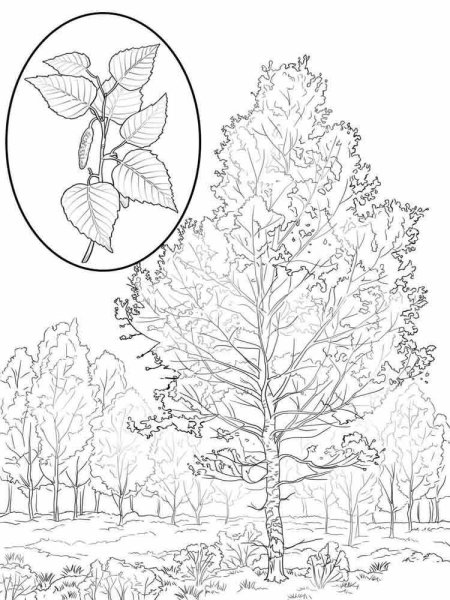 Берёзараскраскадля детей