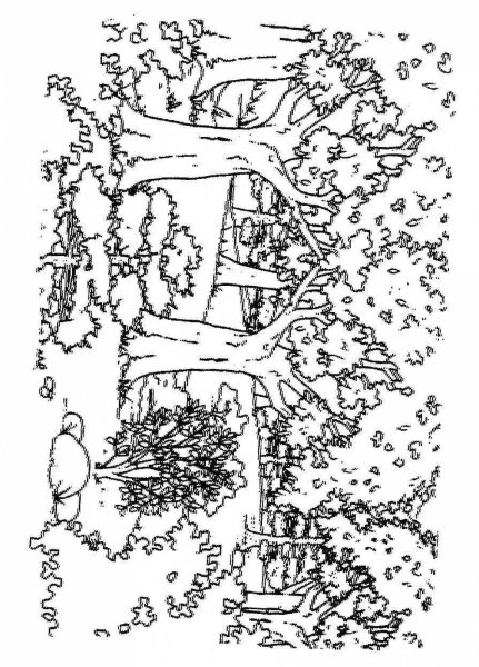 Смешанный лес раскраска