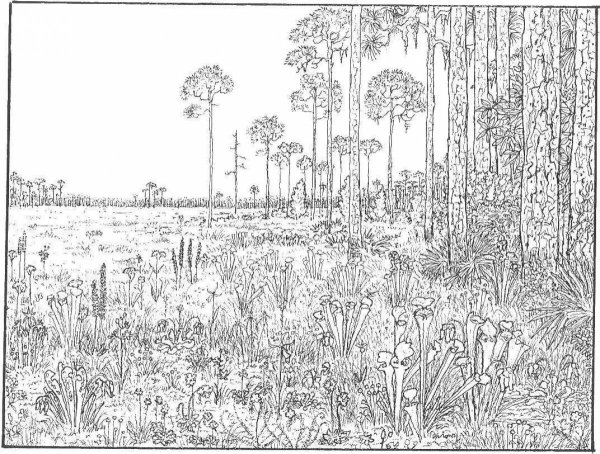 Раскраска антистресс природа